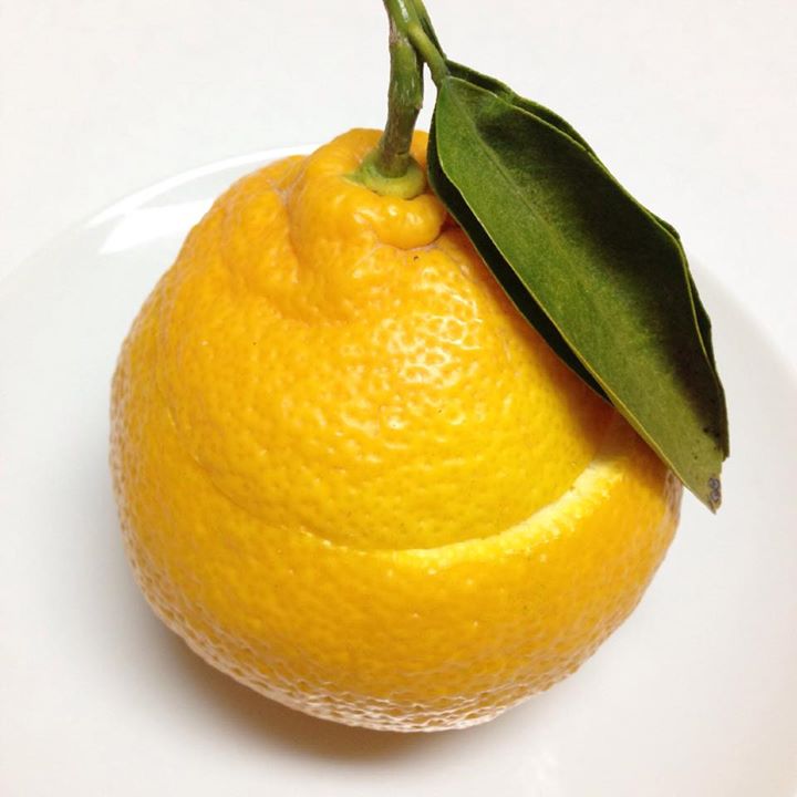 みすず飴本舗 飯島商店(イイジマショウテン) ゼリー・蒟蒻・寒天 三宝柑ゼリー