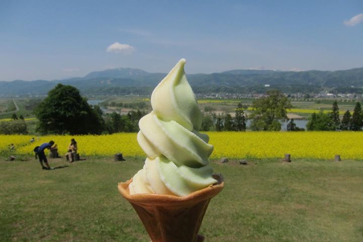 菜の花公園（ナノハナコウエン）&nbsp;アイス・ジェラート&nbsp;菜の花ソフト