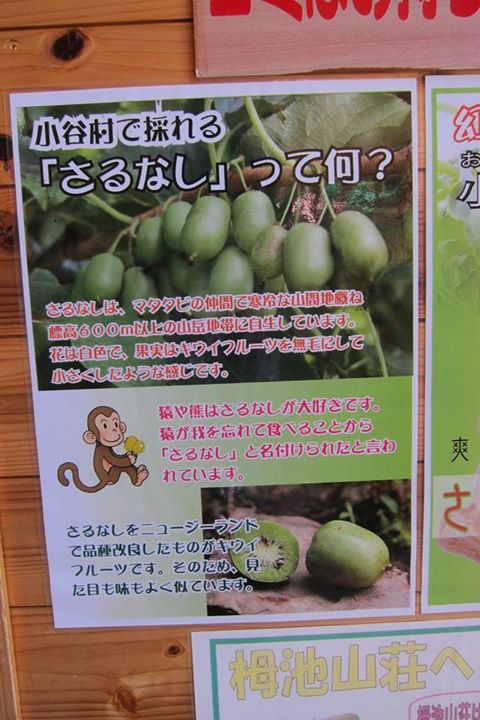 栂池山荘(ツガイケサンソウ) アイス・ジェラート さるなしソフト